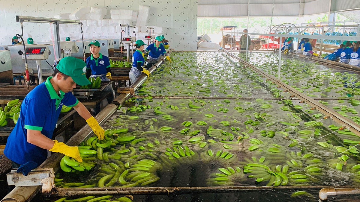 KDI Holdings phát triển mạnh mảng nông nghiệp sạch