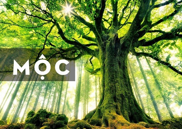 Người mệnh Mộc với biểu tượng cây xanh tươi, thể hiện sự sống và năng lượng tích cực
