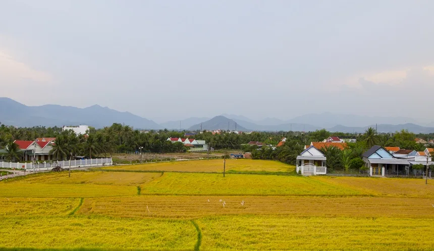 Cánh đồng lúa chín vàng xen nhà dân ở khu vực nông thôn Khánh Hòa, phía xa là núi